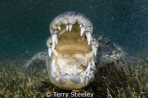 'American crocodile gets close and personal'
Banco Chinc... by Terry Steeley 